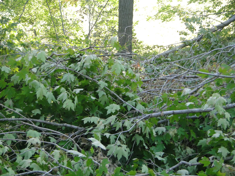 /pictures/Trail Clean Up 2018/DSC06585.jpg